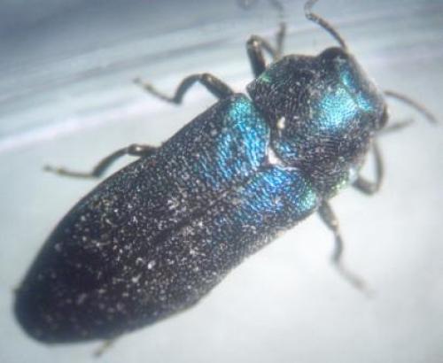 Meliboeus amethystinus