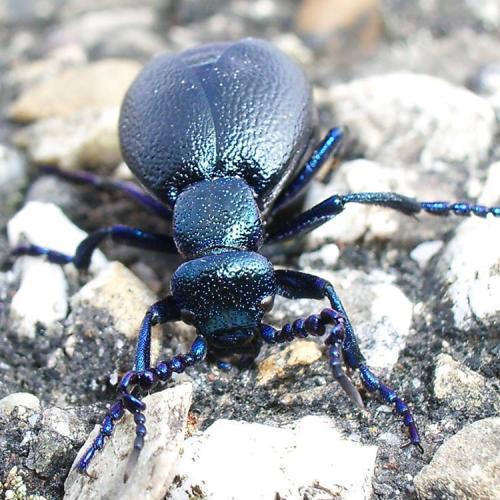 Réf. 17 261 : Meloe violaceus