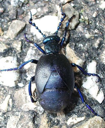 Réf. 17 262 : Meloe violaceus