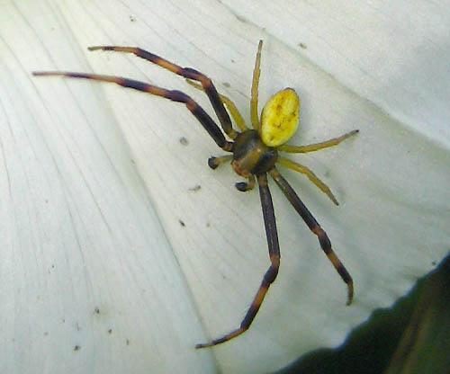 Misumena vatia