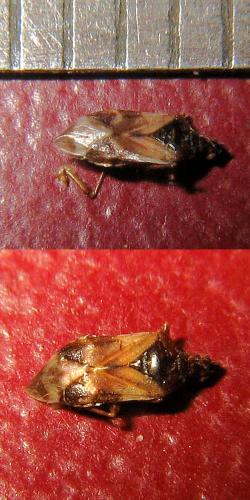 Anthocoris nemoralis