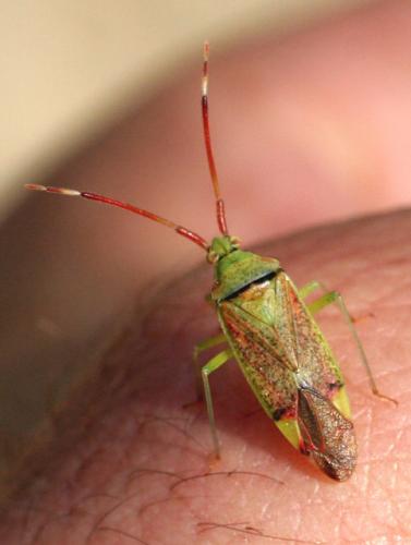 Pantilius tunicatus