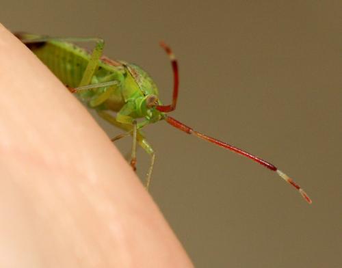 Pantilius tunicatus