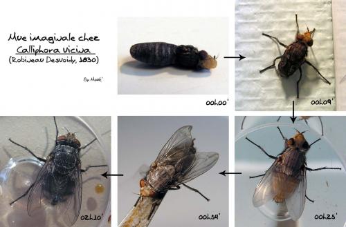 Calliphora vicina