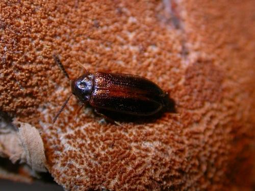 Mycetoma suturale
