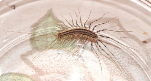 Réf. 17 653 : Scutigera coleoptrata
