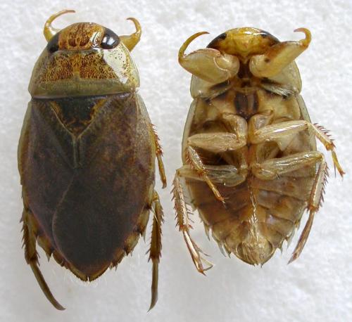 Ilyocoris cimicoides