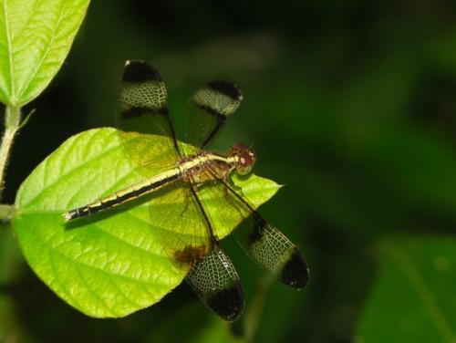 Neurothemis tullia