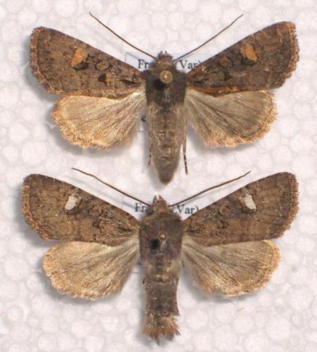 Dryobota labecula