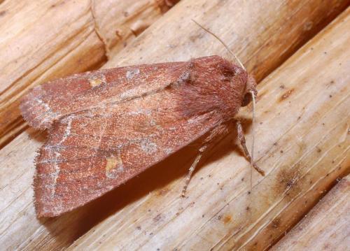 Réf. 17 315 : Lacanobia oleracea