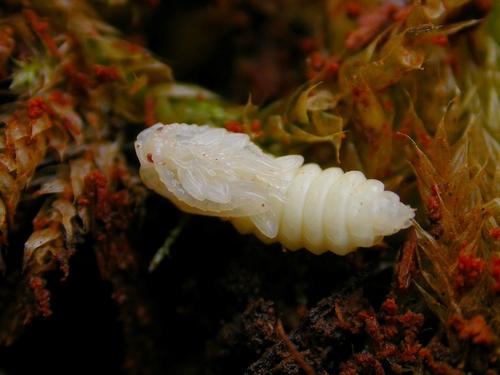 Réf. 17 677 : Pyropterus nigroruber