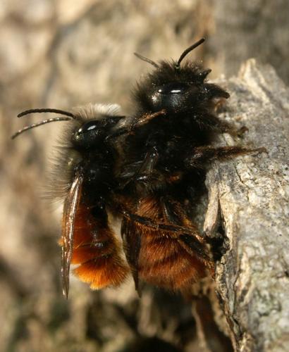 Osmia cornuta