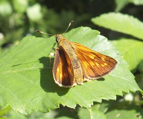 Ochlodes sylvanus