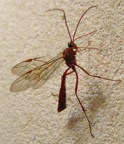 Réf. 17 969 : Ophion sp.
