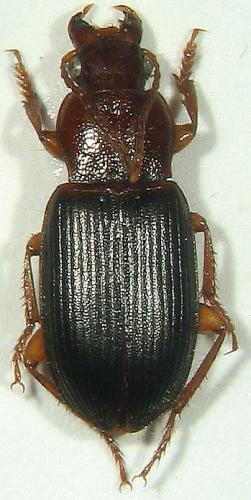 Ophonus sp.