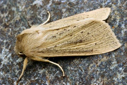 Rhizedra lutosa