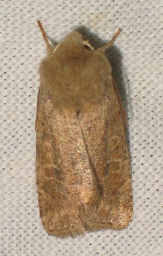 Réf. 17 609 : Orthosia cruda