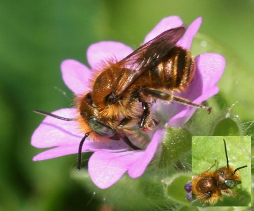 Osmia sp.