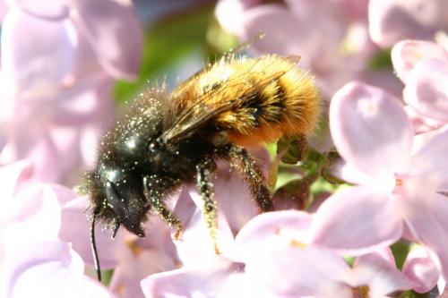Osmia cornuta