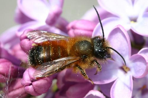Réf. 17 851 : Osmia bicornis