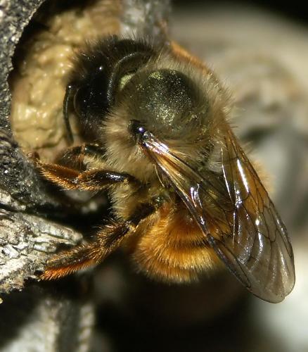 Réf. 17 787 : Osmia bicornis