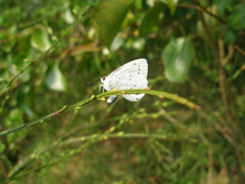 Celastrina argiolus