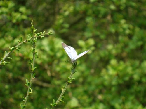 Celastrina argiolus