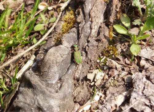 Cicindela campestris