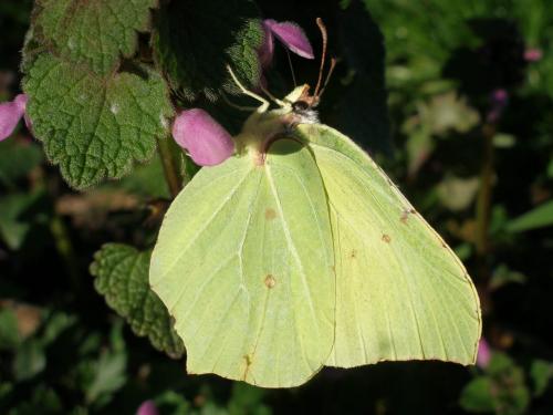 Gonepteryx rhamni