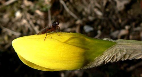 Réf. 17 571 : Norellia spinipes