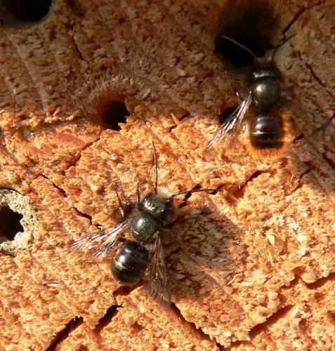 Osmia sp.