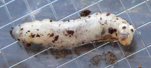 Metalimnobia quadrimaculata