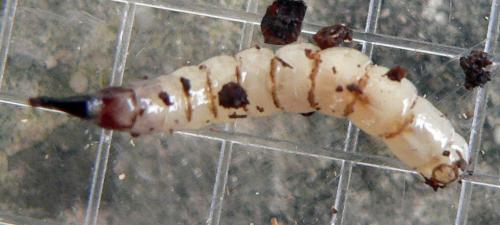 Xylophagus ater