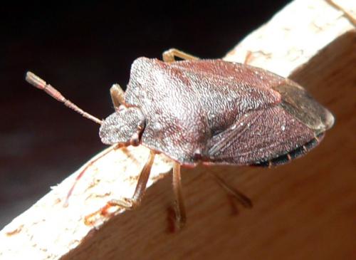 Palomena prasina