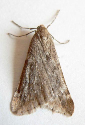 Alsophila aescularia