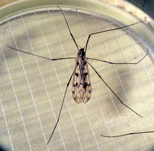 Réf. 17 104 : Metalimnobia quadrimaculata
