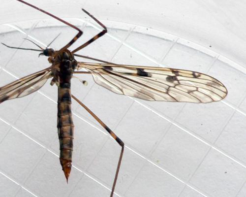 Metalimnobia quadrimaculata