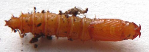 Xylophagus ater