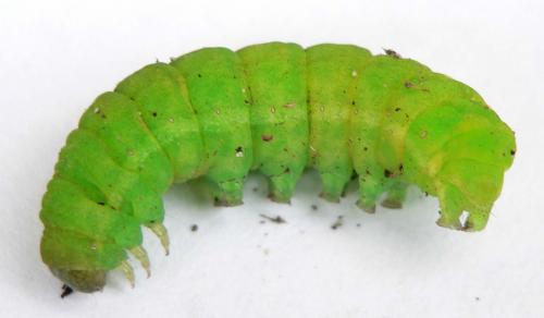 Phlogophora meticulosa