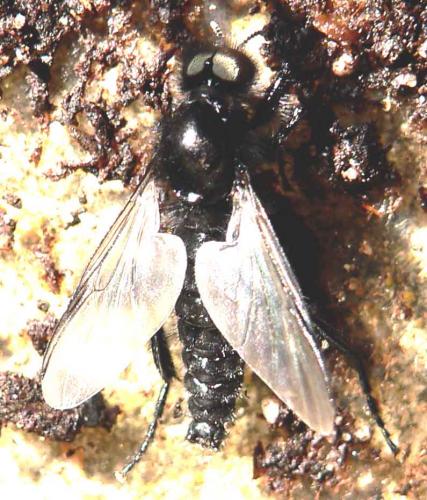 Bibio marci