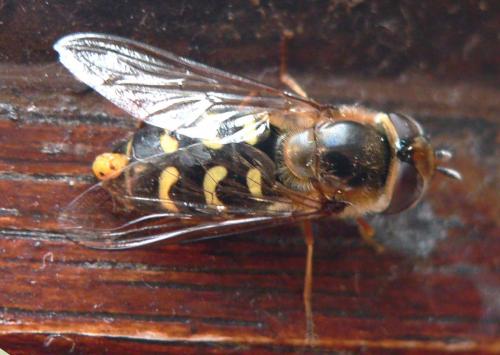 Réf. 17 345 : Scaeva selenitica