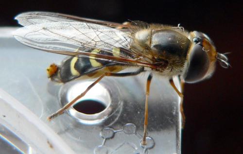 Réf. 17 356 : Scaeva selenitica