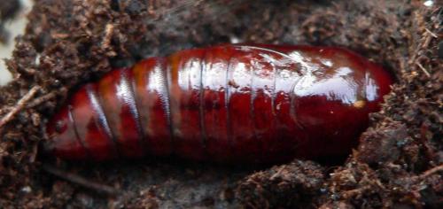 Phlogophora meticulosa