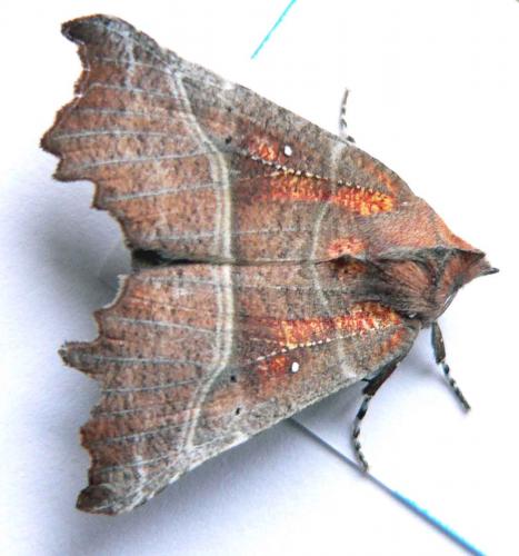 Réf. 17 525 : Scoliopteryx libatrix
