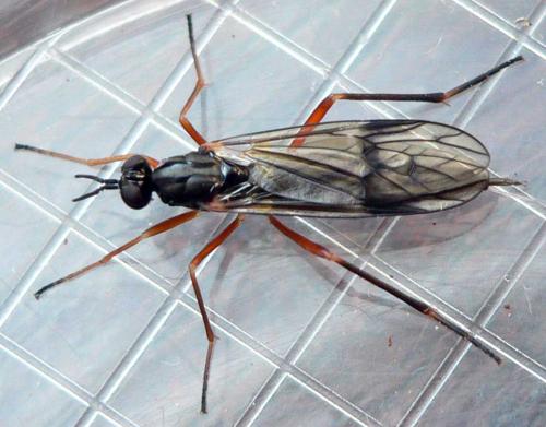 Xylophagus ater