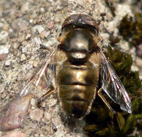 Réf. 17 618 : Eristalinus aeneus