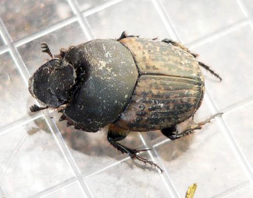 Réf. 17 561 : Onthophagus medius