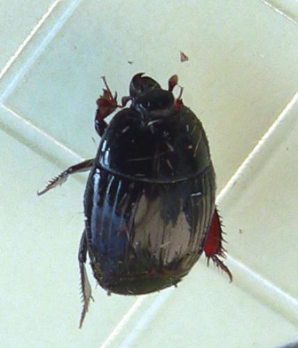 Réf. 17 562 : Atholus corvinus