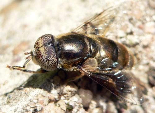 Réf. 17 619 : Eristalinus aeneus