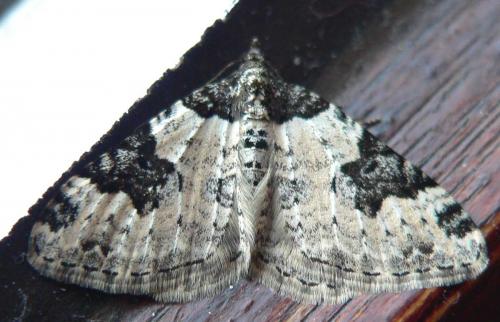 Xanthorhoe fluctuata